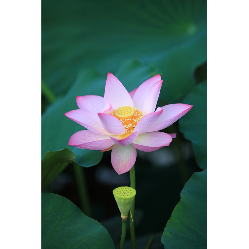 Summer Lotus by Kanmu - Wrapped Canvas Print, 91cm H x 61cm W