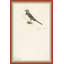 18th Century Bird Re-Strikes X Painting