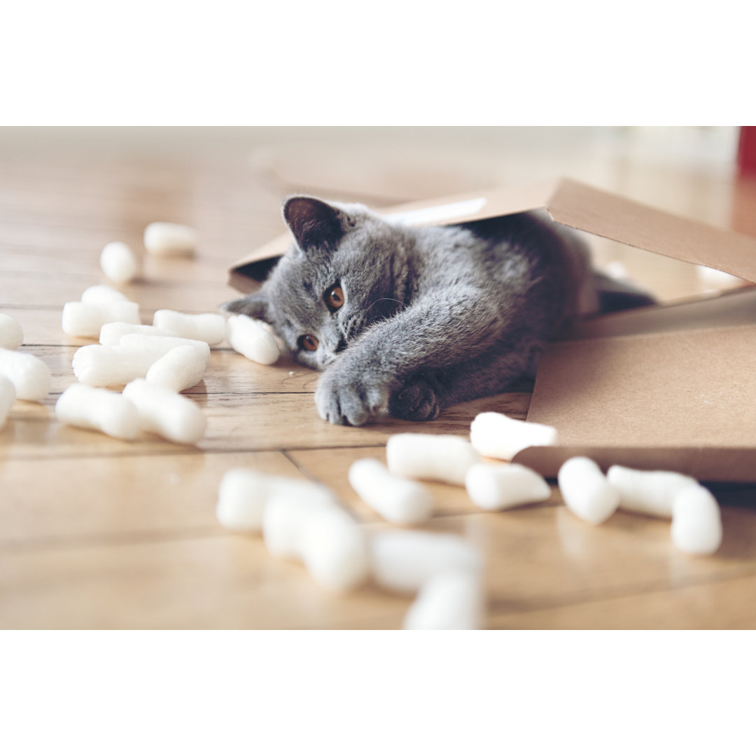 Kitten Playing With Packing Peanuts von Lisegagne - Kunstdrucke