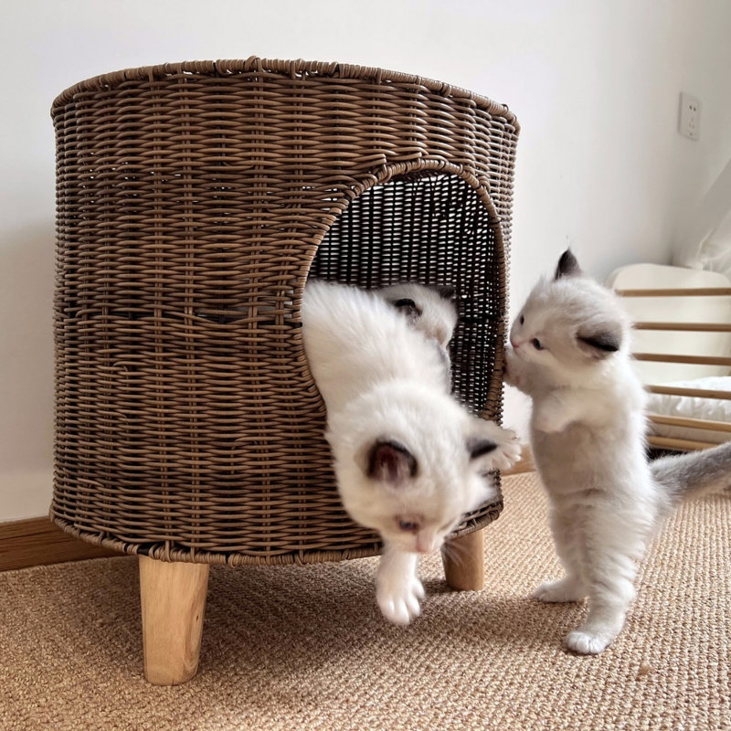 Maison de chat fermée en osier, maison de chat en rotin avec pieds en bois surélevés et coussin amovible, intérieur pour chats et petits chiens