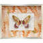 Flight Patterns II Framed Art 