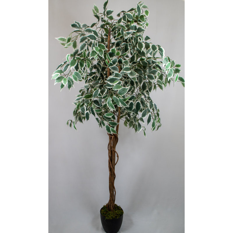 183cm Faux Ficus Tree Tree in Pot