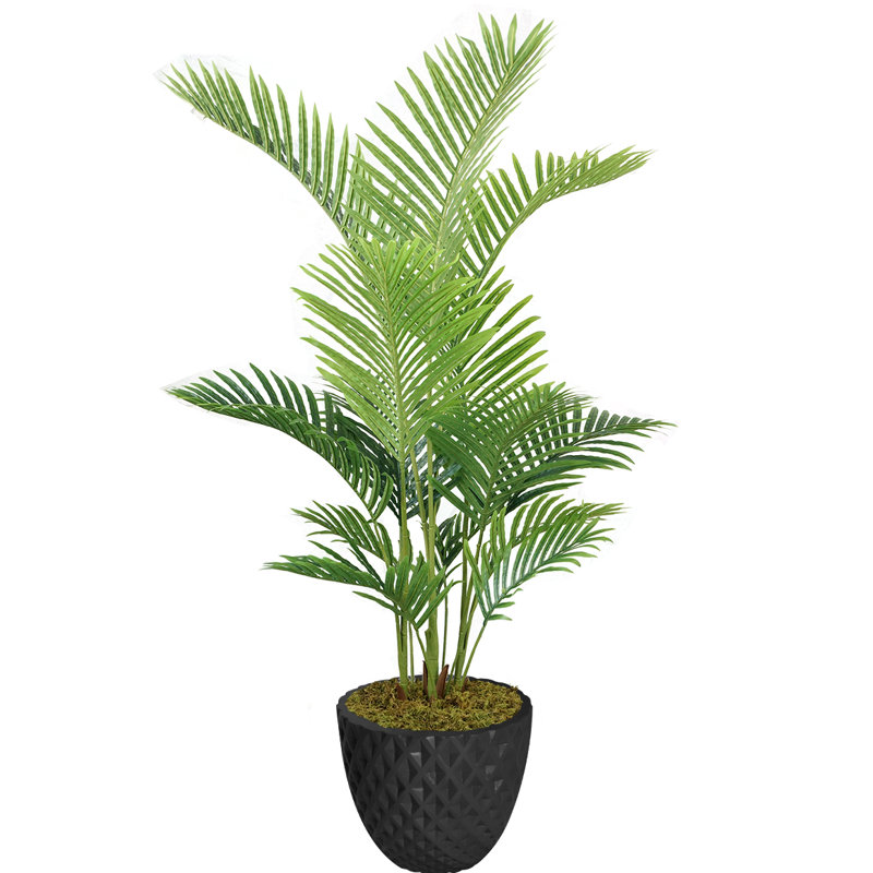 Panama en pot