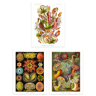 Haeckel Colourful Vintage Illustrations Plant Anemone Study - 3 Piece No Frame Print Set