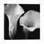 Softness II by Assaf Frank - Wrapped Canvas Print-987589822