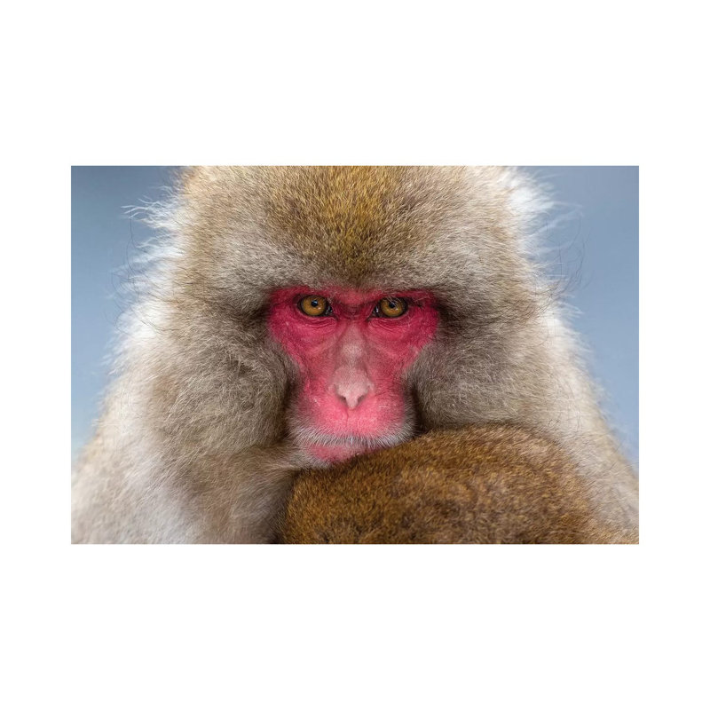 Snow Monkey Eye Contact Japan by Mogens Trolle - Wrapped Canvas Print, 66.04 cm H x 45.72 cm W x 1.91 cm D