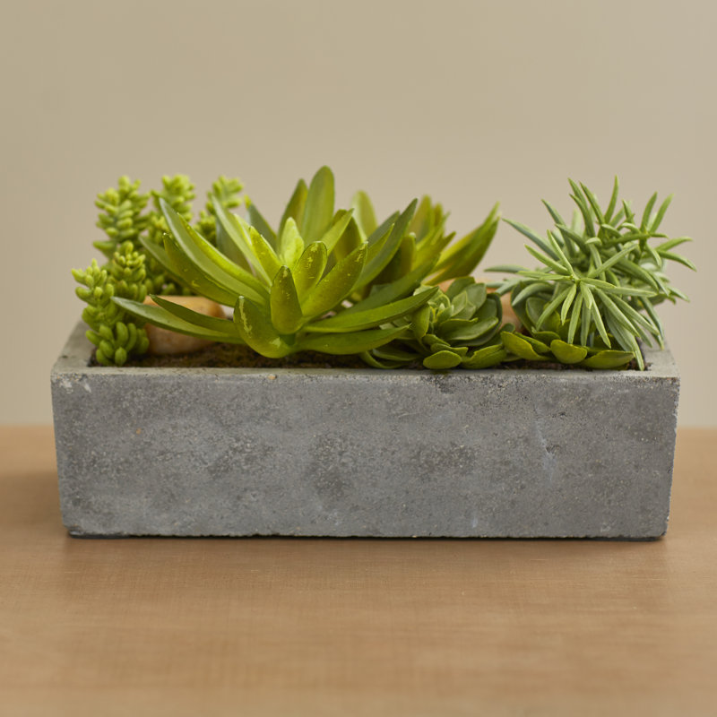 Succulent Garden with Concrete Planter