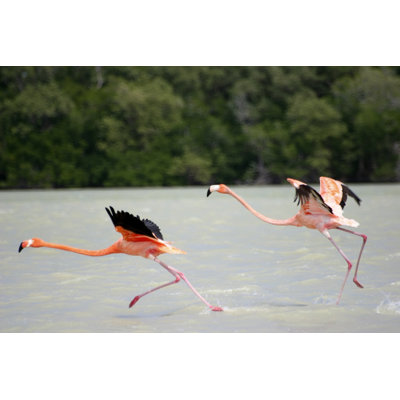 Mexican Flamingo by Temis - Wrapped Canvas Print