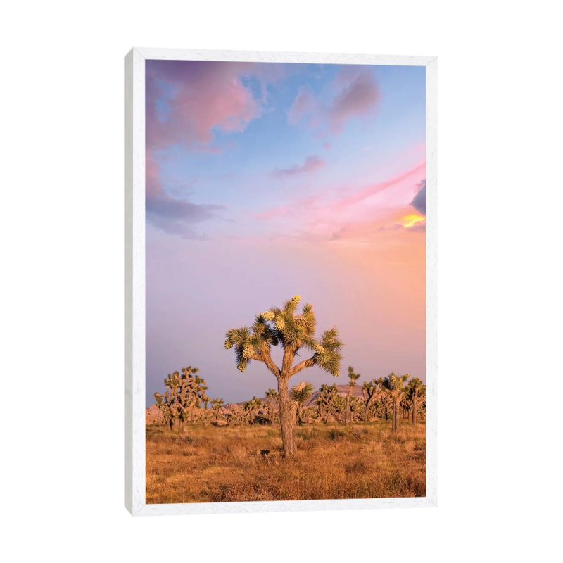 Lovely Sunset At Joshua Tree National Park by Melanie Viola - Print on Canvas, 66.04cm H x 45.72cm W x 3.81cm D, White Framed