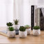 Ensemble de 6 plantes succulentes artificielles en pot Jarema
