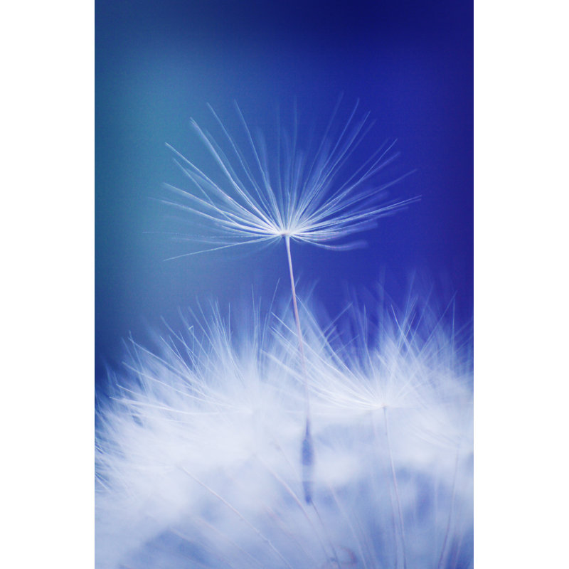 Dandelion Macro - Photographie sur toile tendue, H 36 po x l 24 po
