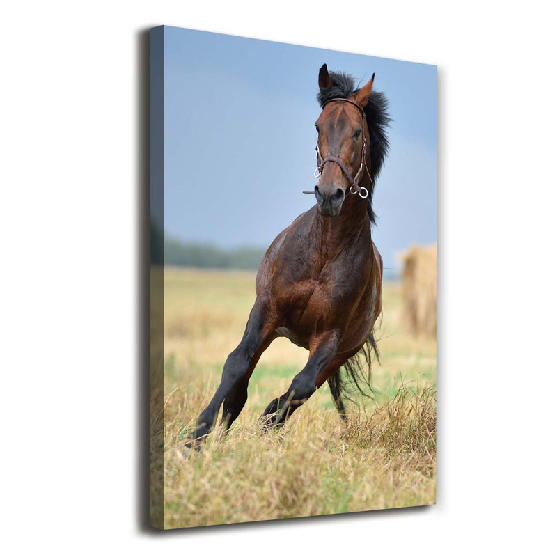 Horse On The Field - Wrapped Canvas Print