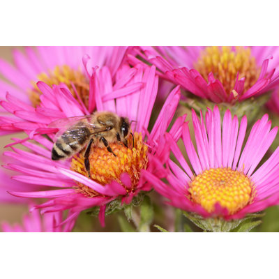 Wappinger Bee by Manfredxy - Wrapped Canvas Print