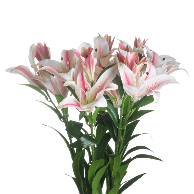 Anastasija Arrangement