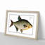 Bream Fish - Picture Frame Painting Print-55679048-55679047
