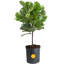 Fiddle Leaf Fig in Nursery Pot
