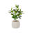 58.6'' Artificial Rubber Tree In A Shell Designed Fiberstone Planter