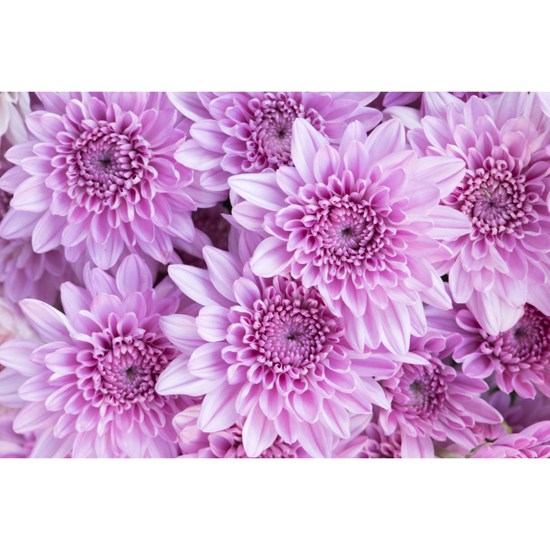 Campbellton Beautiful Pink Chrysanthemums von ISMODE - Leinwandfoto