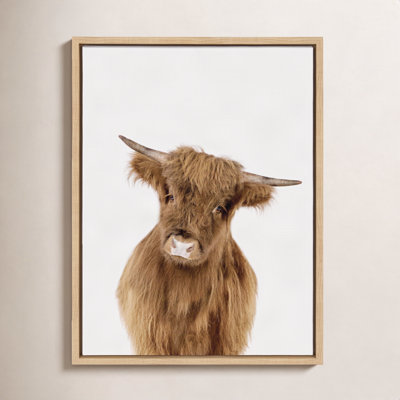 Baby Highland Calf Print by Amy Peterson