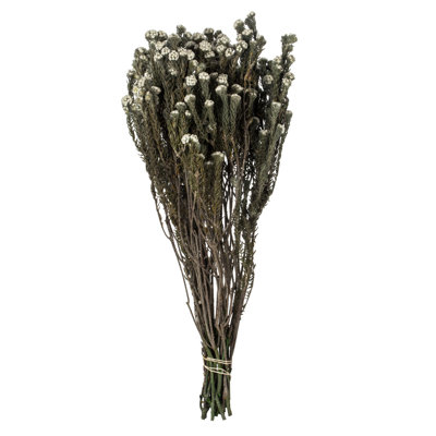 Ensemble de fleurs de coton Phylica, préservé Ensemble de fleurs de coton Phylica, préservé 4 oz