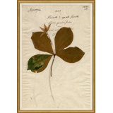 Herbarium 2 Giclee Print by Soicher Marin Archives