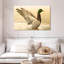 Canard colvert majestueux Brampt-107845166