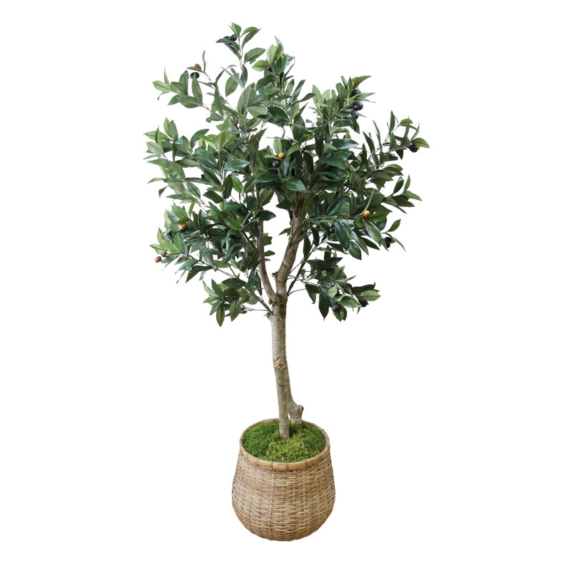 Olive Tree in Cement Pot Wrapped with Bamboo