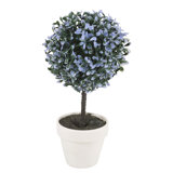 Olive Tree Tree in Pot