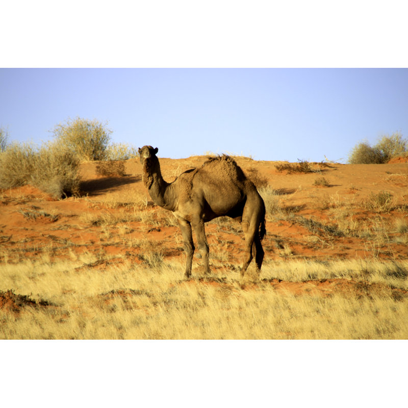 Camel In Simpson Desert - Wrapped Canvas Print, 61cm H x 91cm W x 3.8cm D