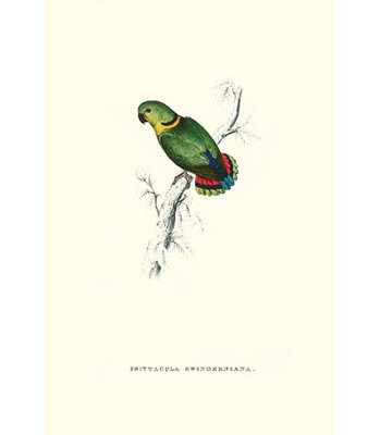 « swindern » par edward lear, impression d’art graphique