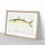 Illustration of a Sand Mullet Fish by F.E. Clarke - Picture Frame Painting Print-55579596-55579601