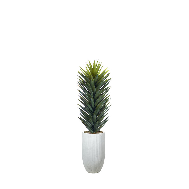 Grand sisalana agave intérieur / extérieur dans un vase blanc Nell, 60 po x 19 po, Blanc