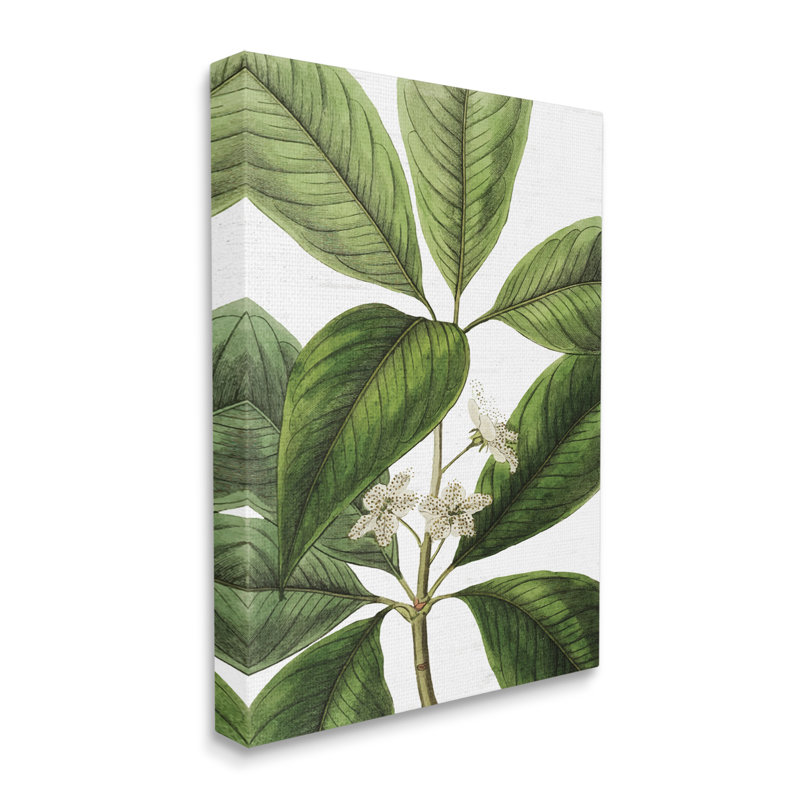 Tristania Conferta Botanical Green Leaf Canvas Print, 16 x 20