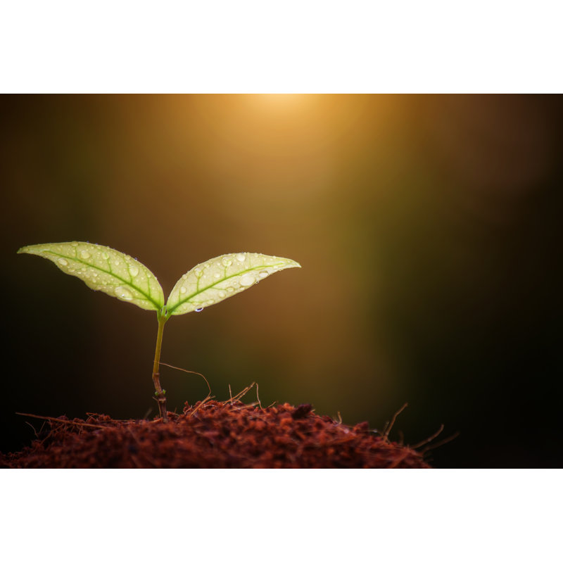 Seed - Wrapped Canvas Print, 30cm H x 46cm W