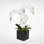 Real Touch Phalaenopsis Silk Orchids Floral Arrangement in Planter