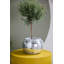 Braeden Disco Pot-966672719