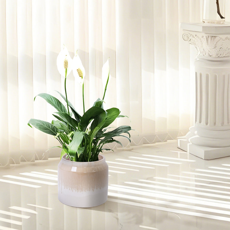 De 2 pots de fleurs en céramique dégradés, idéal pour les petites fleurs, couleur brun blanc, pots à fleurs résistants aux intempéries avec motif, brun, résistant au gel, placement du rebord de la fenêtre