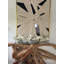 Cherry Blossoms In Glass Planter-275154149