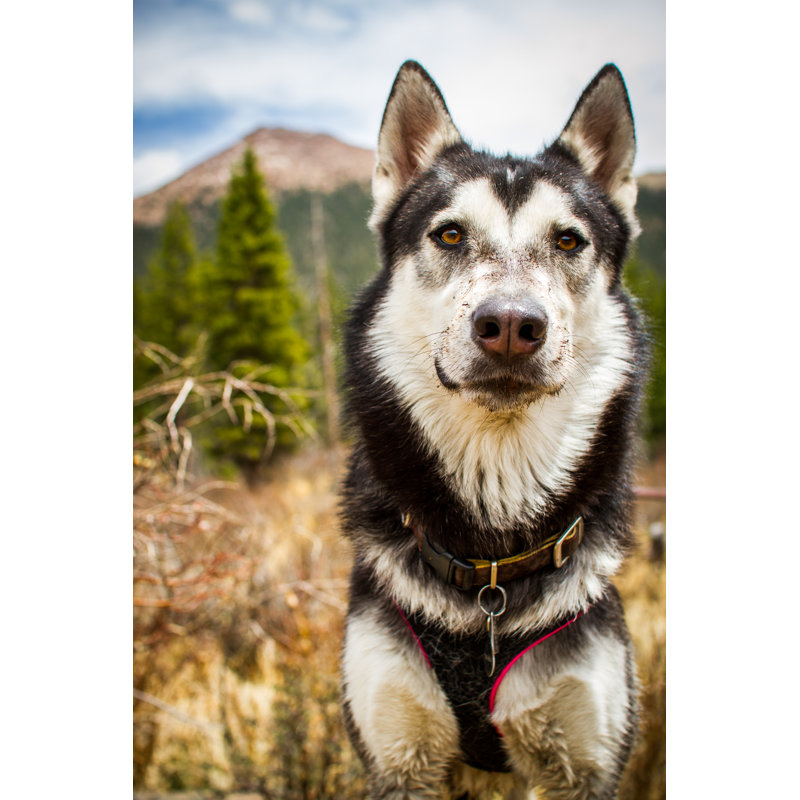 Markleysburg Markleysburg Siberian Husky - Wrapped Canvas Print, 46cm H x 30cm W x 3.8cm D