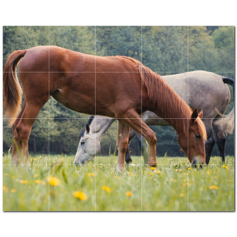 Photo de cheval 8 x 8