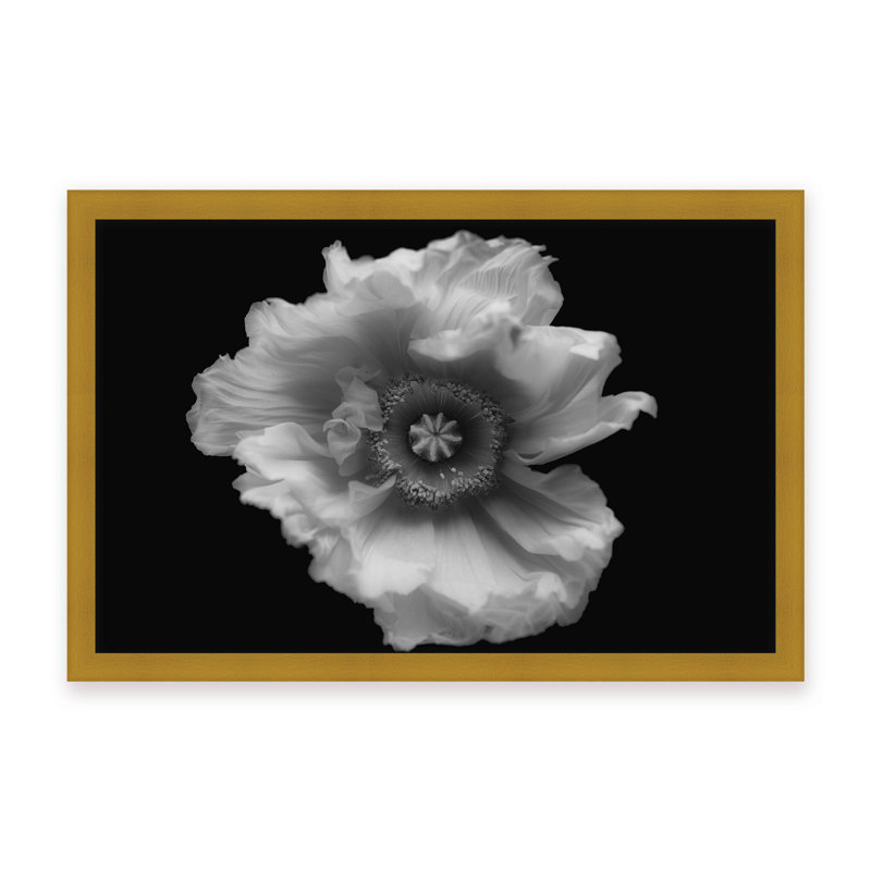 Nature Inspired Poppy in Mono by  - Picture Frame Photograph on Paper, 16" H x 24" W x 1.125" D, Framed Matted Print, White