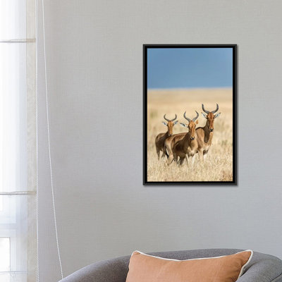 Hartebeests, serengeti national park, tanzanie, reproduction de photo sur toile tendue