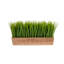 Gazon artificiel 10 po en pot