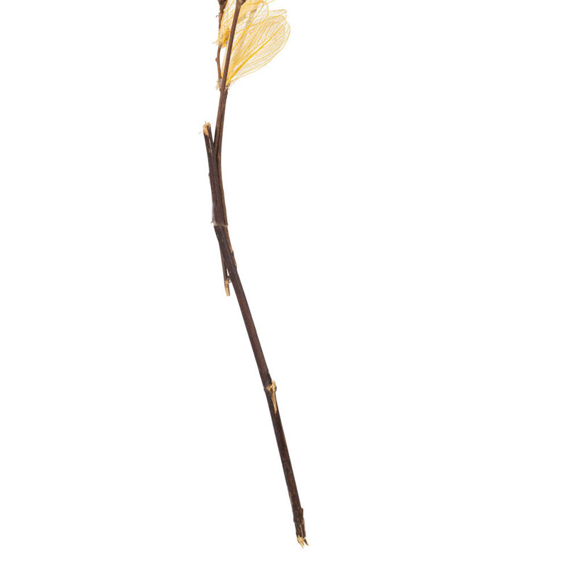 1 plante