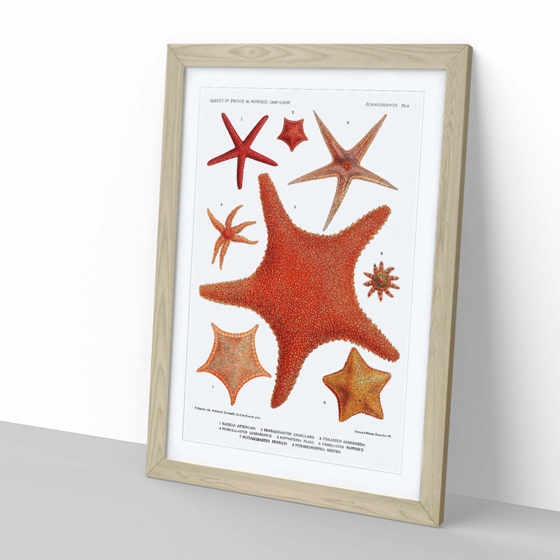 Assortment Of Starfish by Albert I - Single Picture Frame Painting, Oak, 63cm H x 45cm W x 2cm D