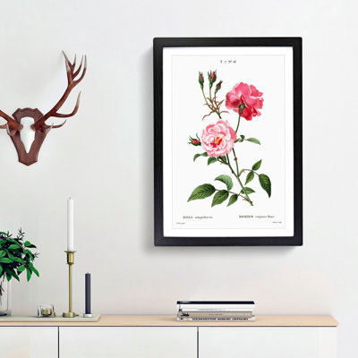 Ever-blowing Pink Roses by Pierre-Joseph Redoute - Picture Frame Painting Print