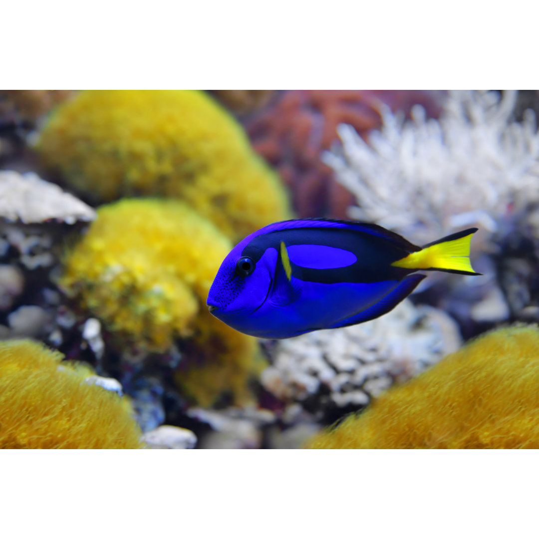 Blauschnäpper (Paracanthurus hepatus) - Leinwandbild