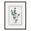 Colombe Soft Botanical I - Art encadré avec fond perdu-72514528-72514534