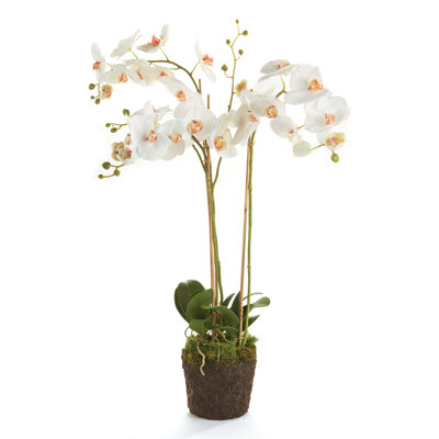 Fleur d'orchidées Stiles