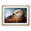 Portrait of  Kite Bird - Picture Frame Painting Print-55601442-55601440